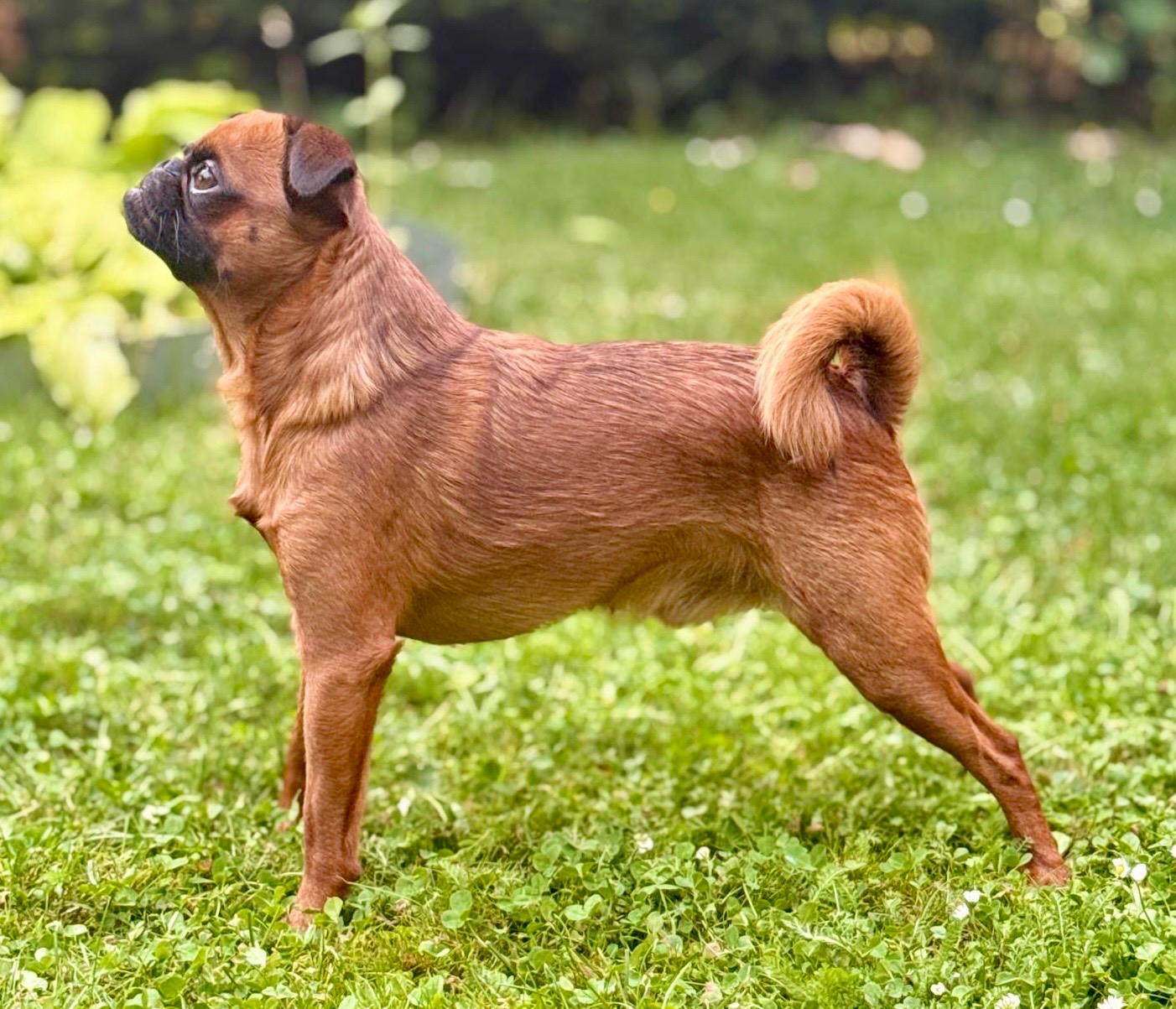odin Deckrüde Petit Brabancon